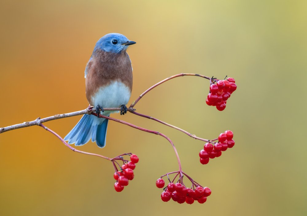 Eastern Bluebird van Donald Luo