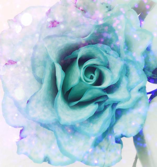 Die Rose! Königin der Blumen in voller Blüte 4 van Doris Beckmann