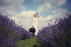 Lavender field