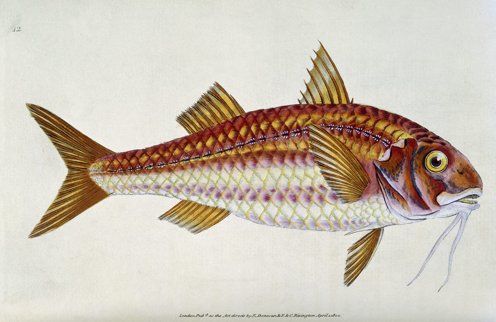Red Mullet, Pl.12 from "The Natural History of British Fishes", pub. van E. Donovan and F. & C. Rivington