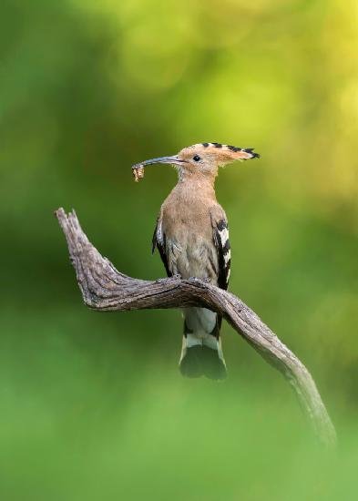 Hoopoe