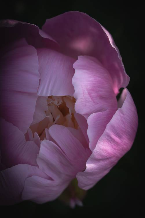 Blütenkopf einer Rose van Edith Nero