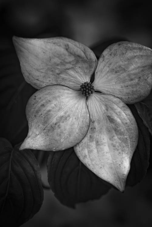 Hartriegelblüte in schwarz-weiss van Edith Nero
