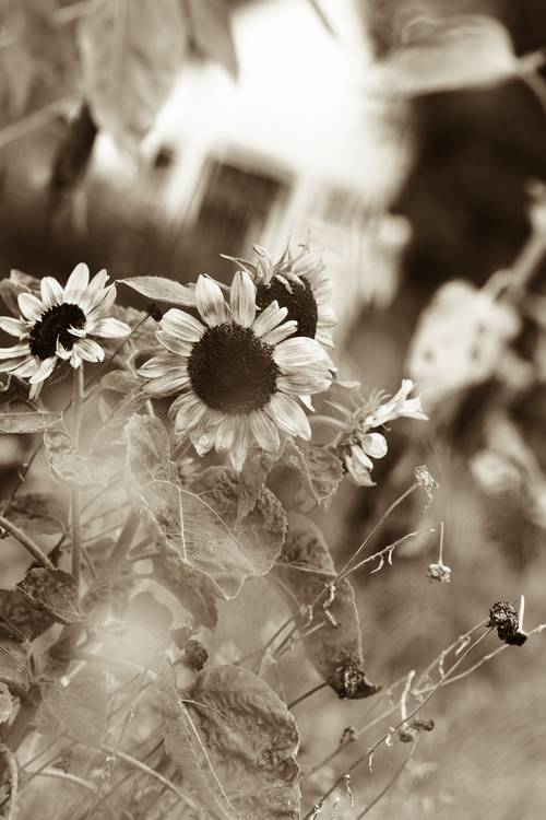 Sonnenblumen im Garten van Edith Nero