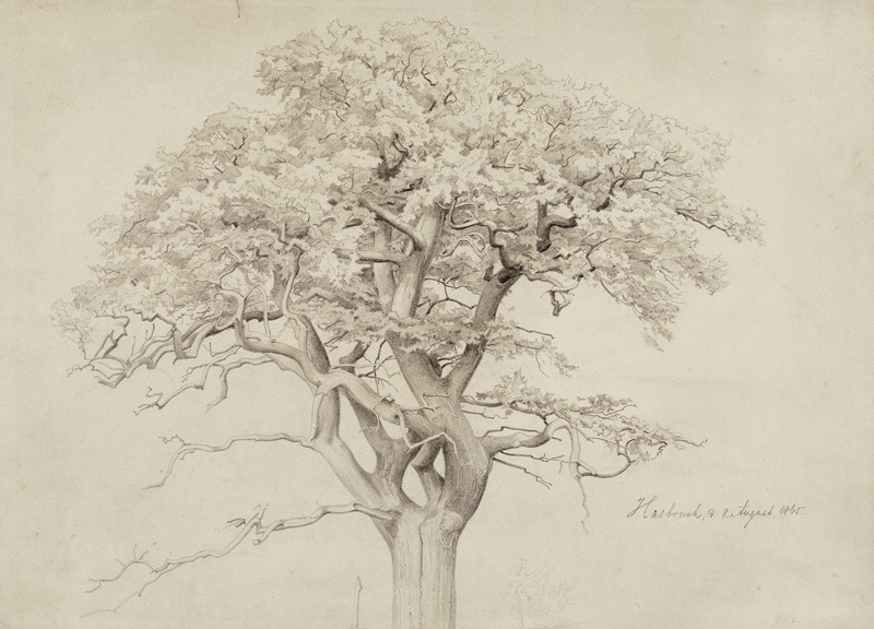 Treetop van Edmund Friedrich Kanoldt