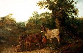 Donkeys in a Glade