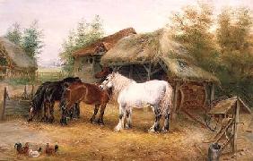 Carthorses in a farmyard