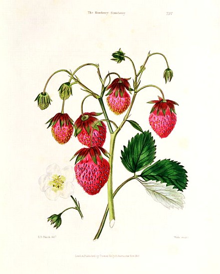 The Roseberry Strawberry; engraved by Watte, pub.T by homas Kelly, London 1830 van Edwin Dalton Smith