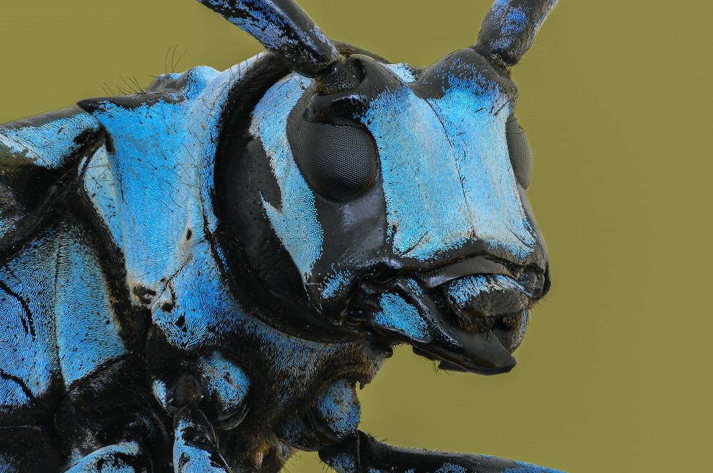 LongHorn Beetle van Edy Pamungkas