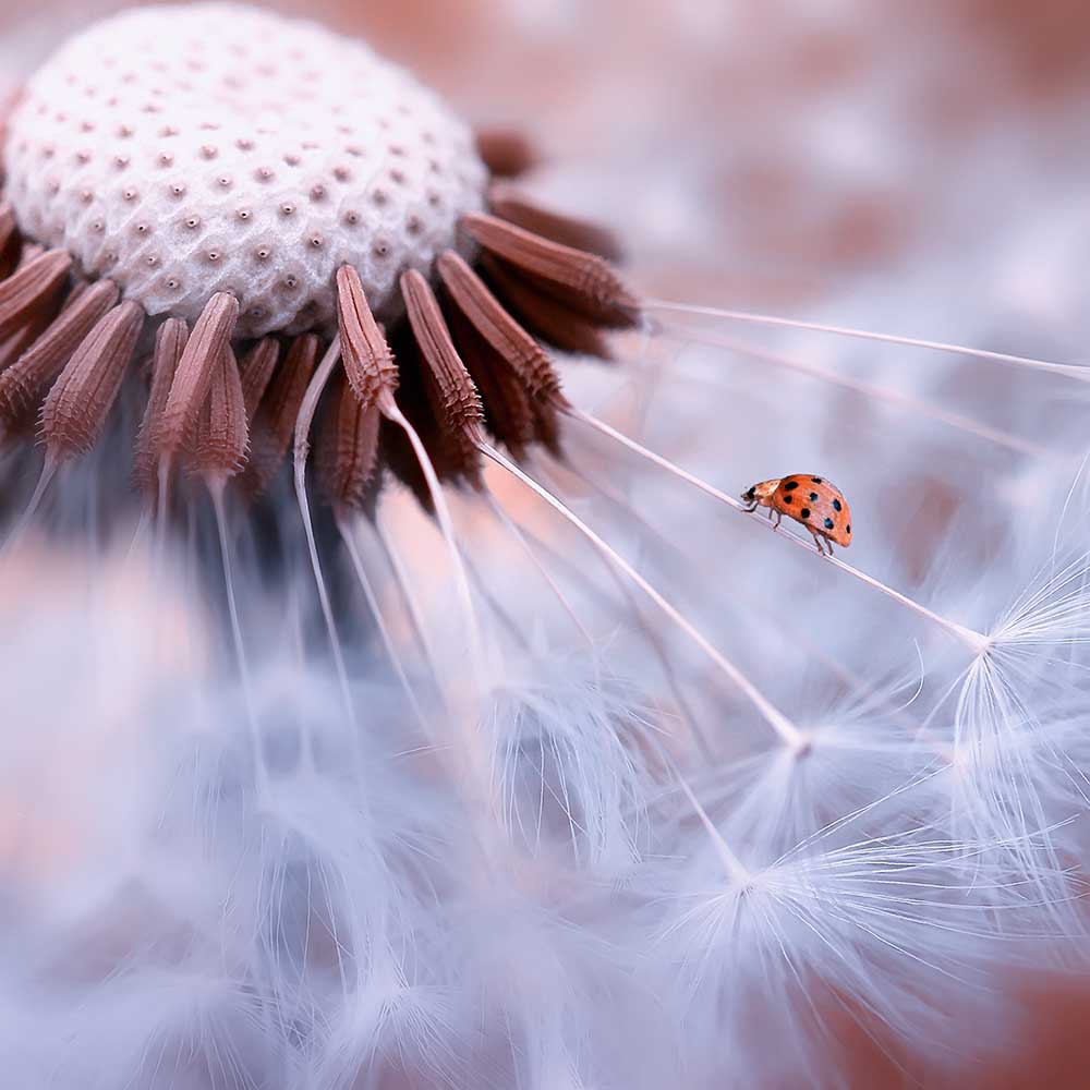 Ladybug on the mushrooms van Edy Pamungkas