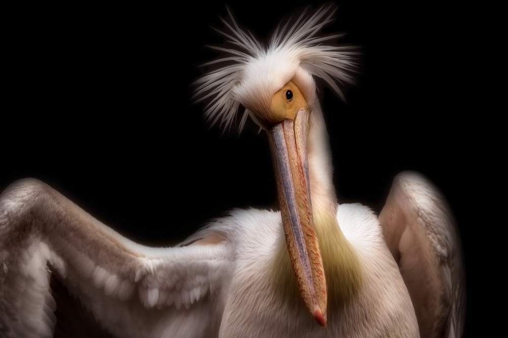 Pelicans portrait van Eiji Itoyama