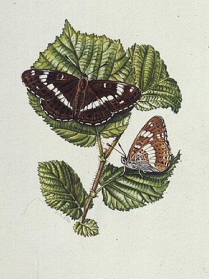 White Admiral Butterfly on Hazel leaves (w/c)  van Elizabeth  Rice