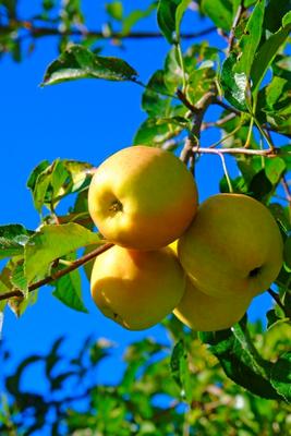 Makellose Äpfel Golden Delicious van Elke Ursula Deja-schnieder