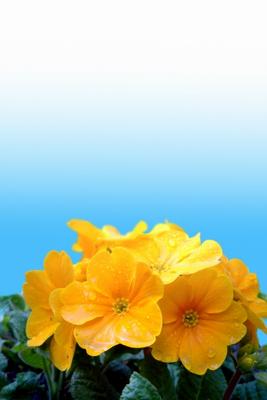 gelbe Primel (Primula-Vulgaris-Hybride) van Elke Ursula Deja-schnieder