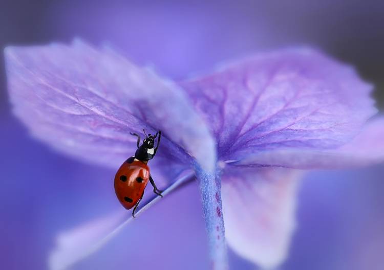 Ladybird on purple hydrangea van Ellen Van Deelen