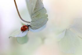 Ladybird on blue-green hydrangea