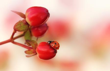 Ladybird on red.....