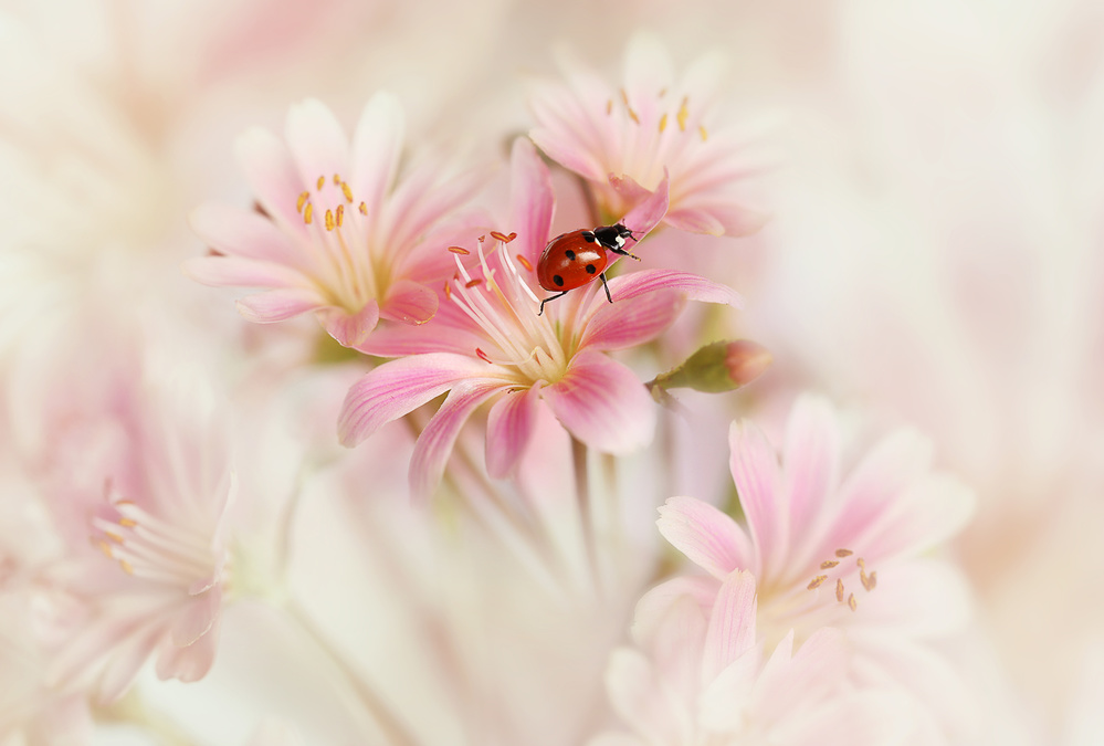 Ladybird with pink flowers. van Ellen Van Deelen