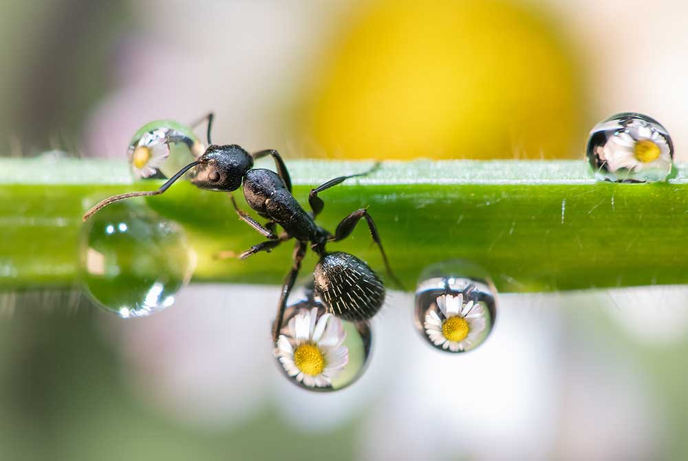 the ant between the drops van Emanuelle Caleffi