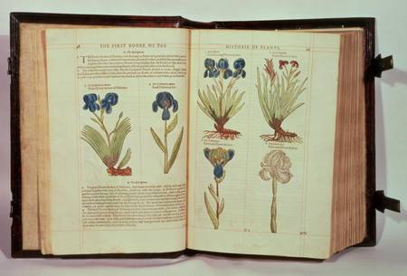 Iris (Flowers de-luce), six varieties from 'The First Booke of the Historie of Plants' van Emilie Gerard
