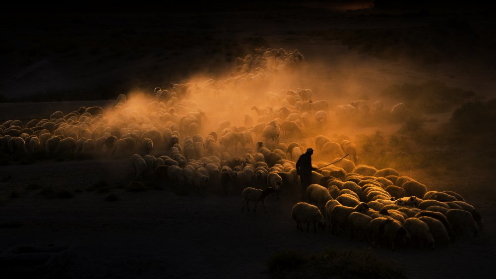 Herd of sheep van Emir Bagci