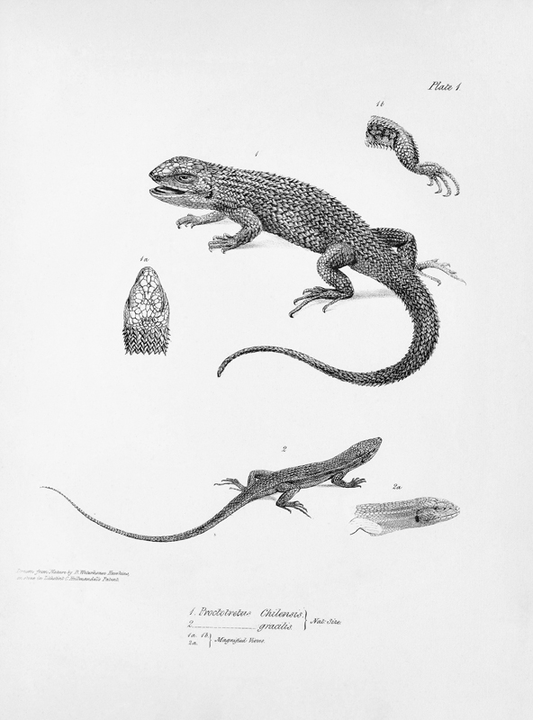 Shingled Iguana, illustration from ''The Zoology of the Voyage of H.M.S Beagle, 1832-36'' Charles Da van English School
