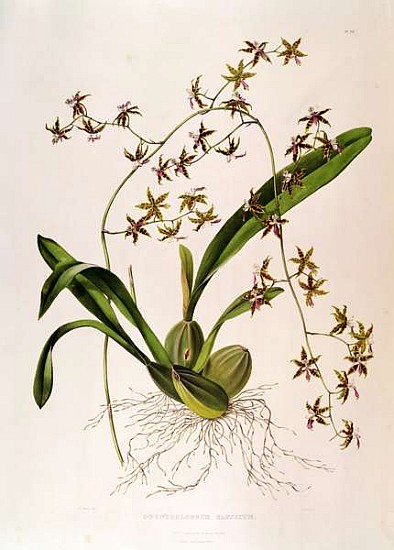 Odontoglossum Hastatum van English School