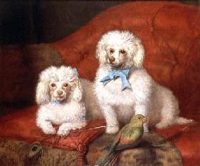 A Pair of Poodles