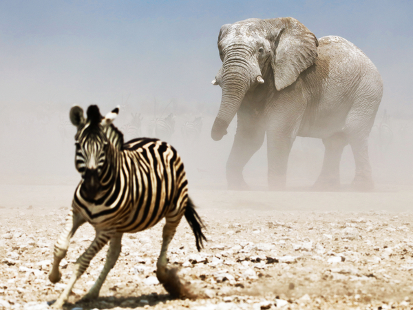 Elephant and Zebra, Etosha van Eric Meyer