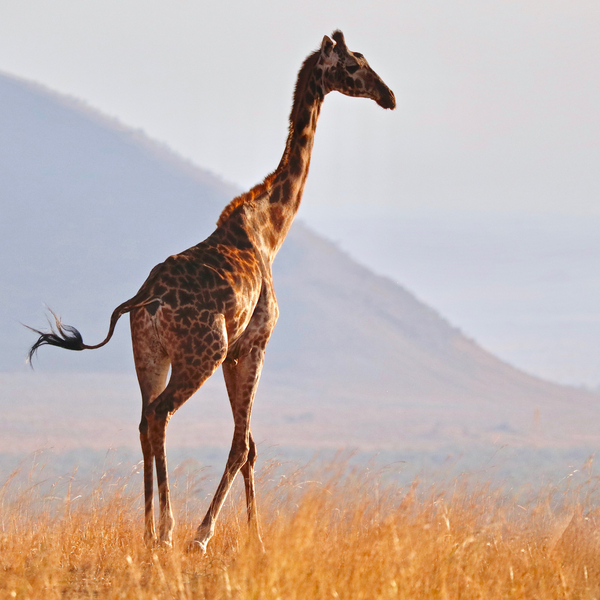 Masai Giraffe, Chyulu Hills van Eric Meyer