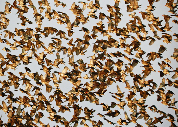 Safety in Numbers 2, (red-billed quelea), Namibia van Eric Meyer