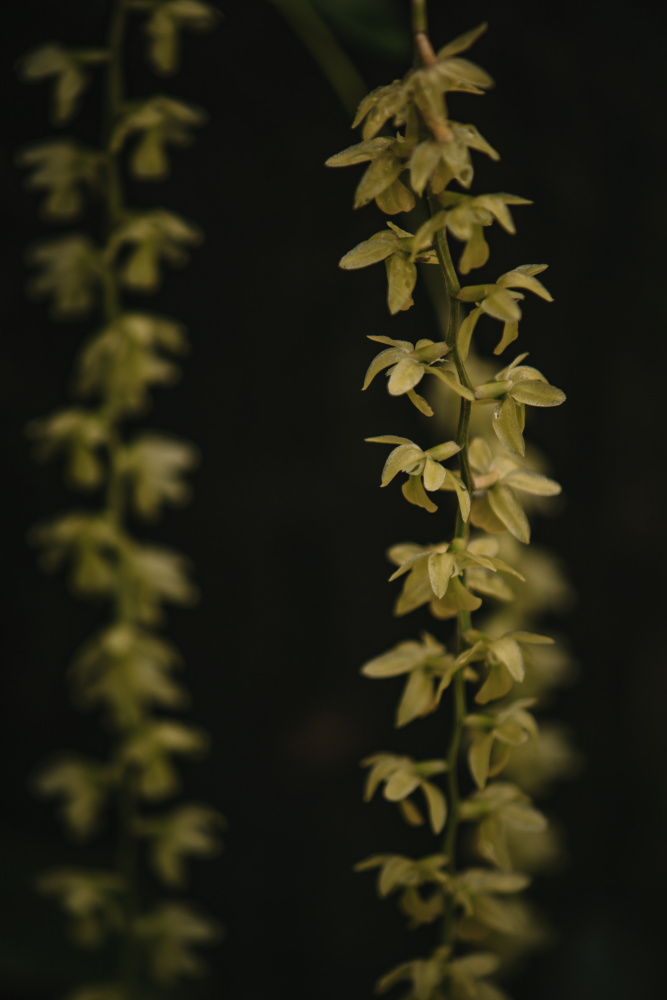 Botanical Series - Small Yellow Blossoms van Eva Bronzini