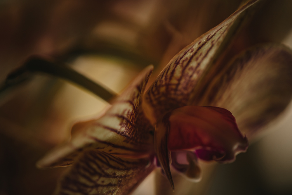 Botanical Series - Orchid 2/2 van Eva Bronzini