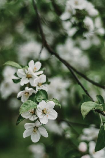 Spring Series - Apple Blossoms in the Rain 3/12