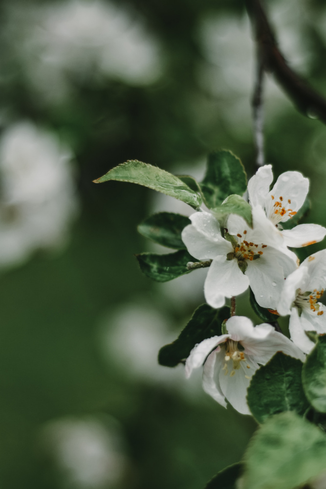Spring Series - Apple Blossoms in the Rain 5/12 van Eva Bronzini