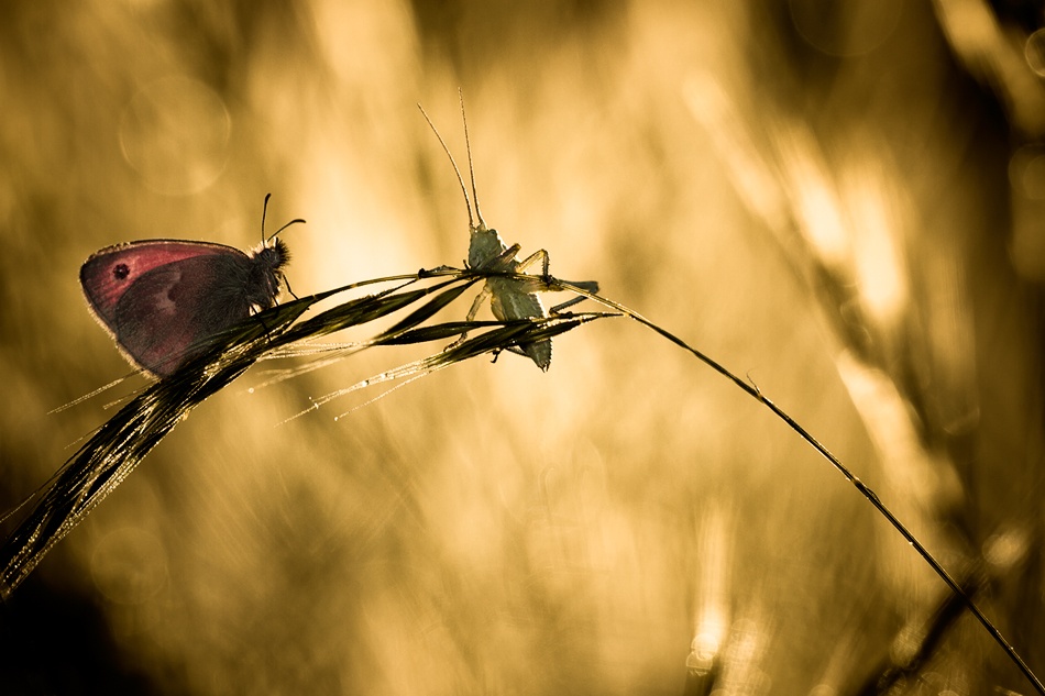 Hi dude, A bit cold this morning van Fabien Bravin