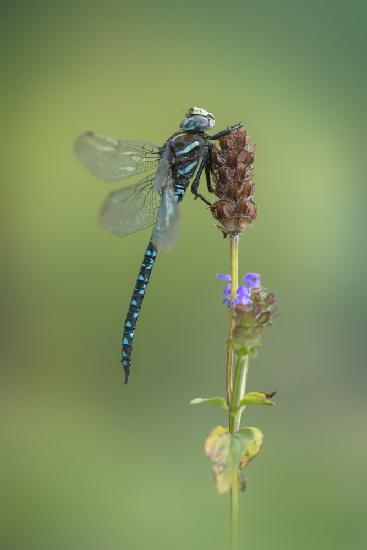 Aeshna juncea