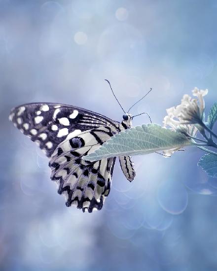 Butterfly in Softly Blue