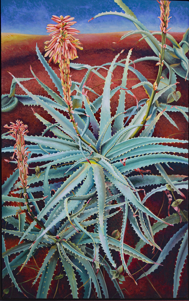 Aloe van Frances Ferdinands