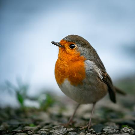 Rocky Robin