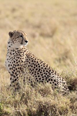 Cheetah van Franck Camhi