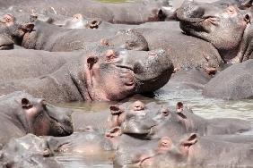 happy Hippopotamus