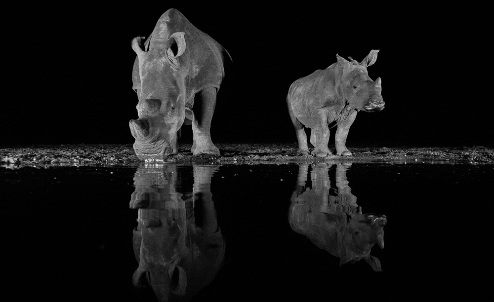 Rhinos drinking at night van FrancoisVenter