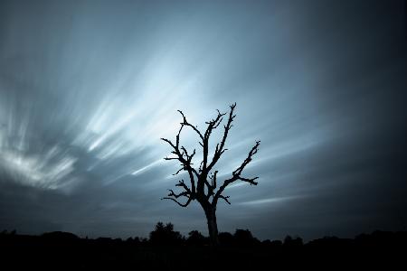 a dead tree