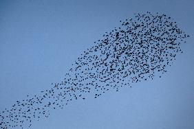 Tausende Stare fliegen am Himmel über Mainz