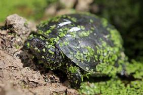 Sumpfschildkröte in der Pfalz