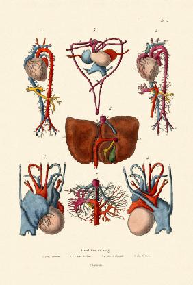 Blood Circulation