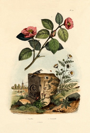 Camellia van French School, (19th century)