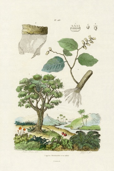 Lacebark Tree van French School, (19th century)