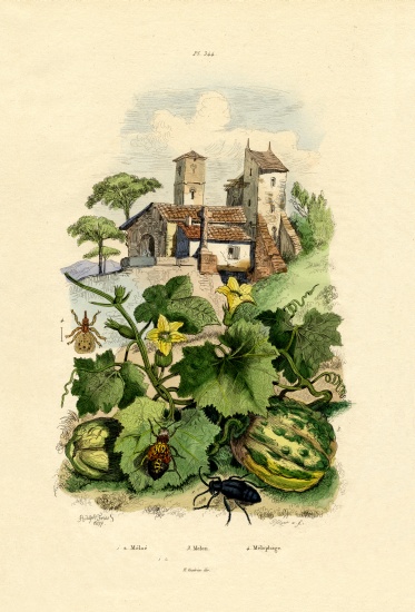 Melon van French School, (19th century)